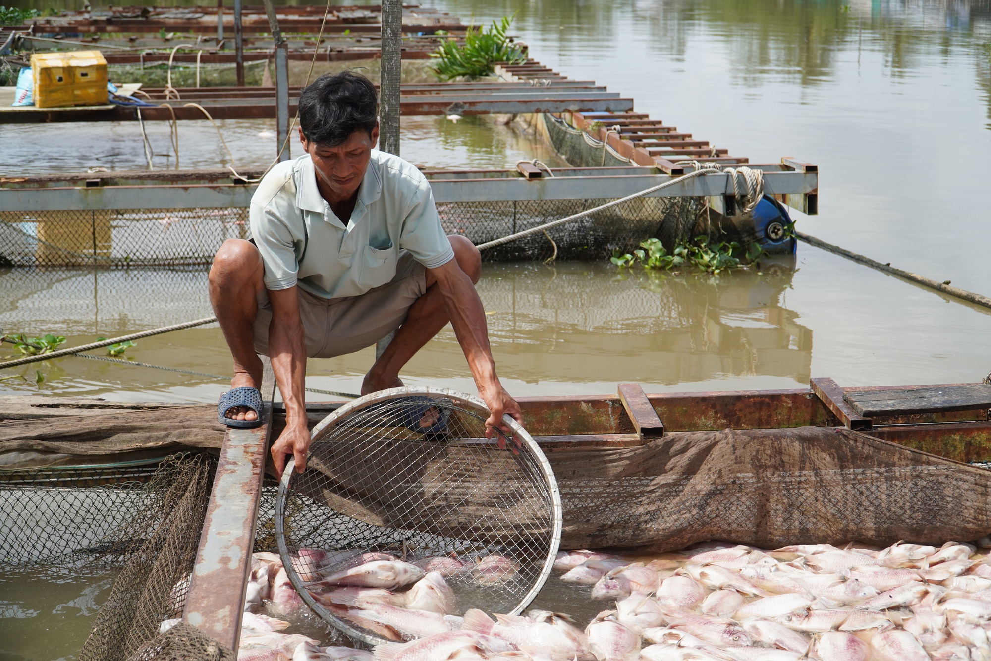 Cần Thơ: Hàng tấn cá điêu hồng chết bất ngờ trước ngày xuất bán - Ảnh 1. Cần Thơ: Hàng tấn cá điêu hồng chết bất ngờ trước ngày xuất bán - Ảnh 1.
