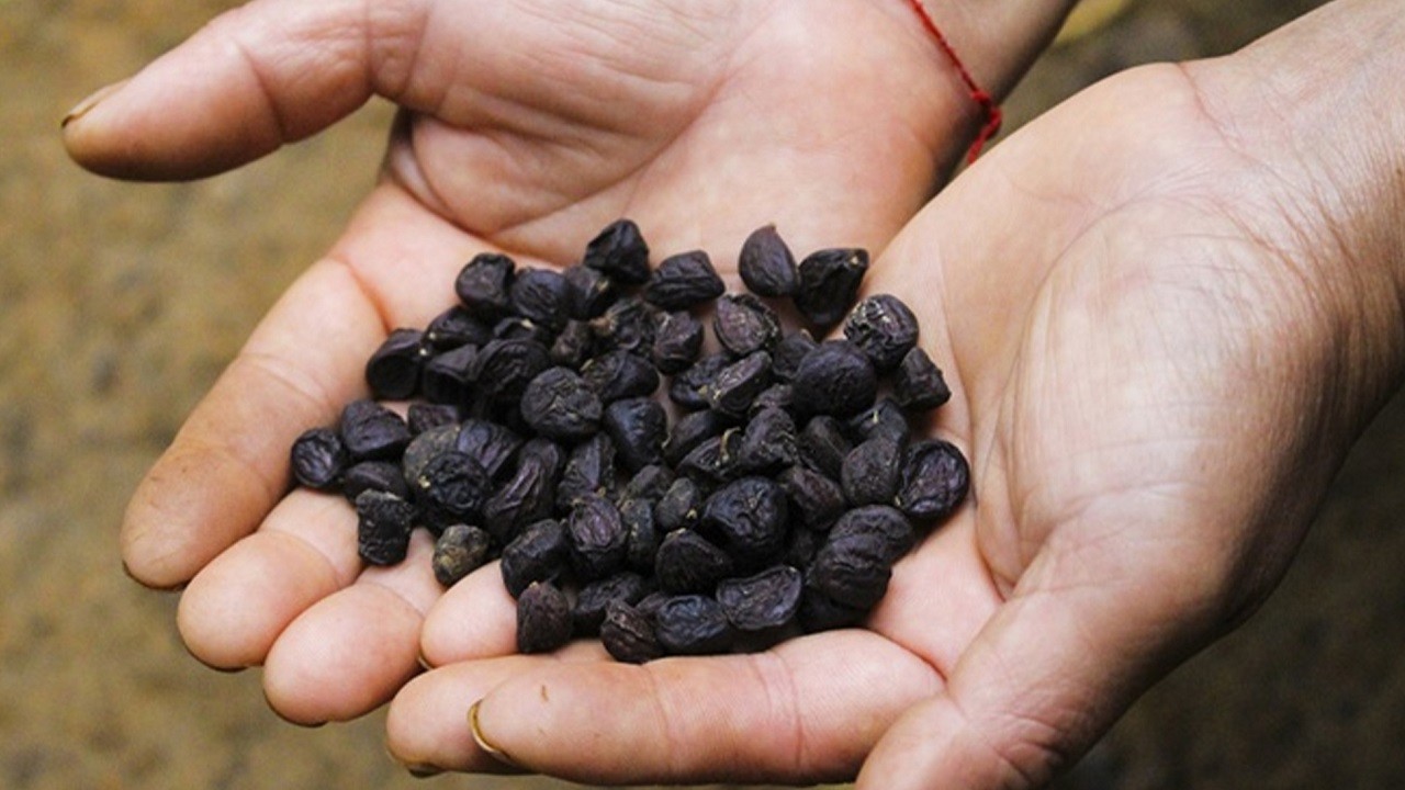 Nông sản độc lạ ở chợ phiên vùng cao: Không chỉ có măng khô, cua đá, đuông cọ... mà còn có cả "vàng đen" Tây Bắc- Ảnh 19. Nông sản độc lạ ở chợ phiên vùng cao: Không chỉ có măng khô, cua đá, đuông cọ... mà còn có cả "vàng đen" Tây Bắc- Ảnh 19.