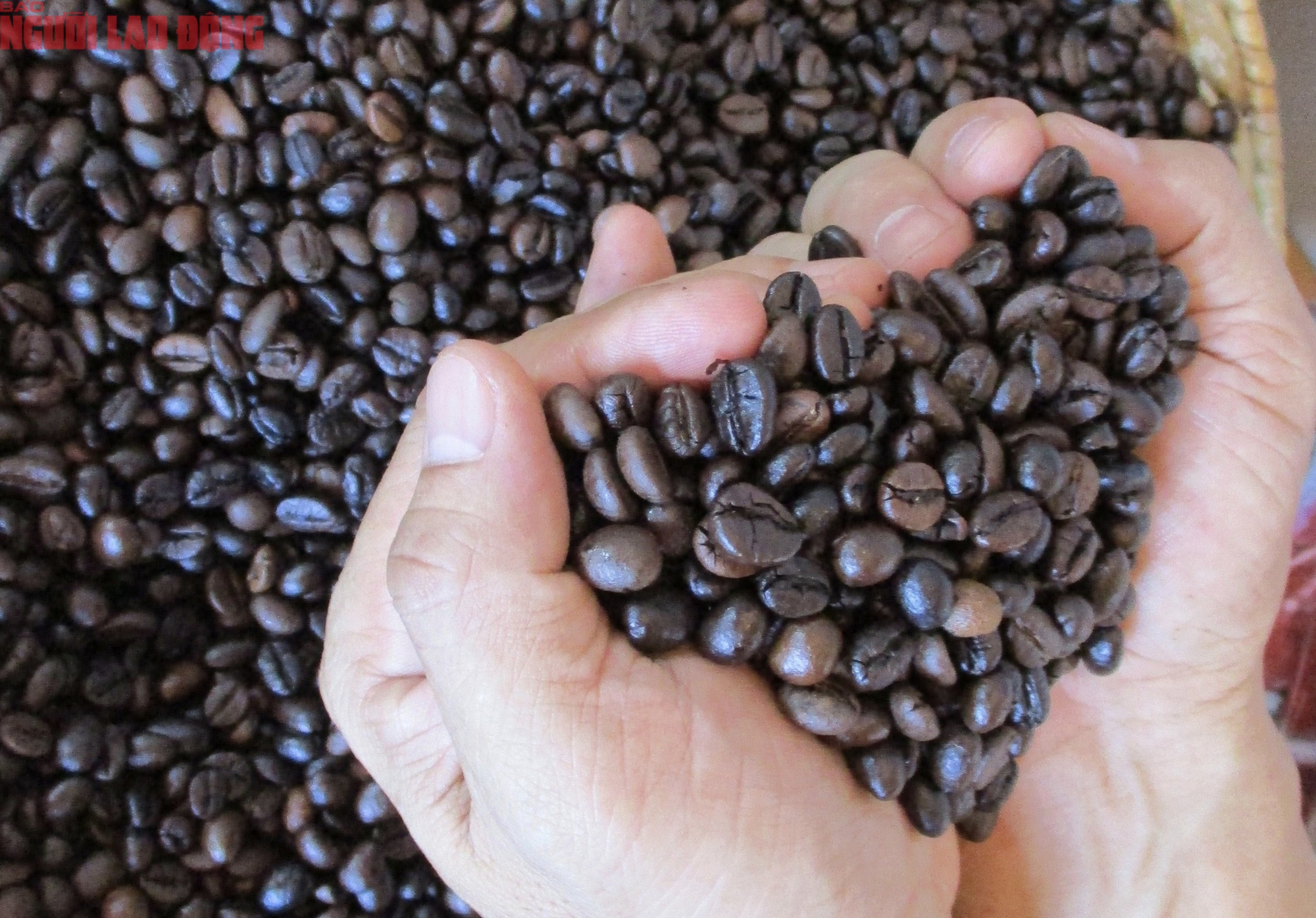 Giá cà phê hôm nay 4-10: Bùng nổ cuối tuần - Ảnh 2.