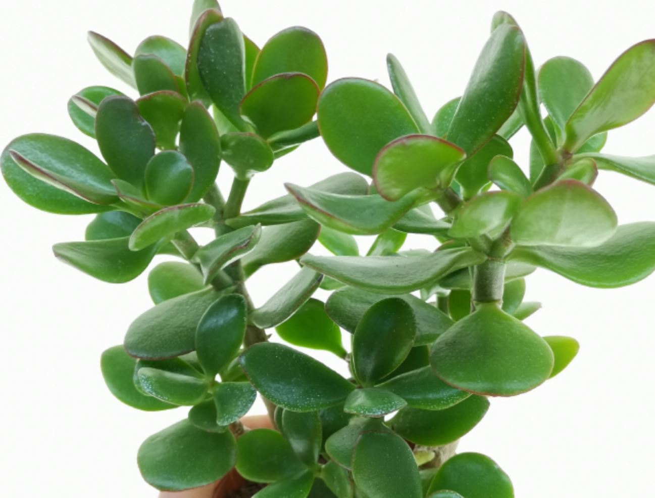 Trồng 1 trong 5 loại cây này, mệnh Thủy như có  Trồng 1 trong 5 loại cây này, mệnh Thủy như có