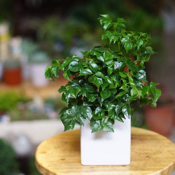 Trồng 1 trong 5 loại cây này, mệnh Thủy như có  Trồng 1 trong 5 loại cây này, mệnh Thủy như có