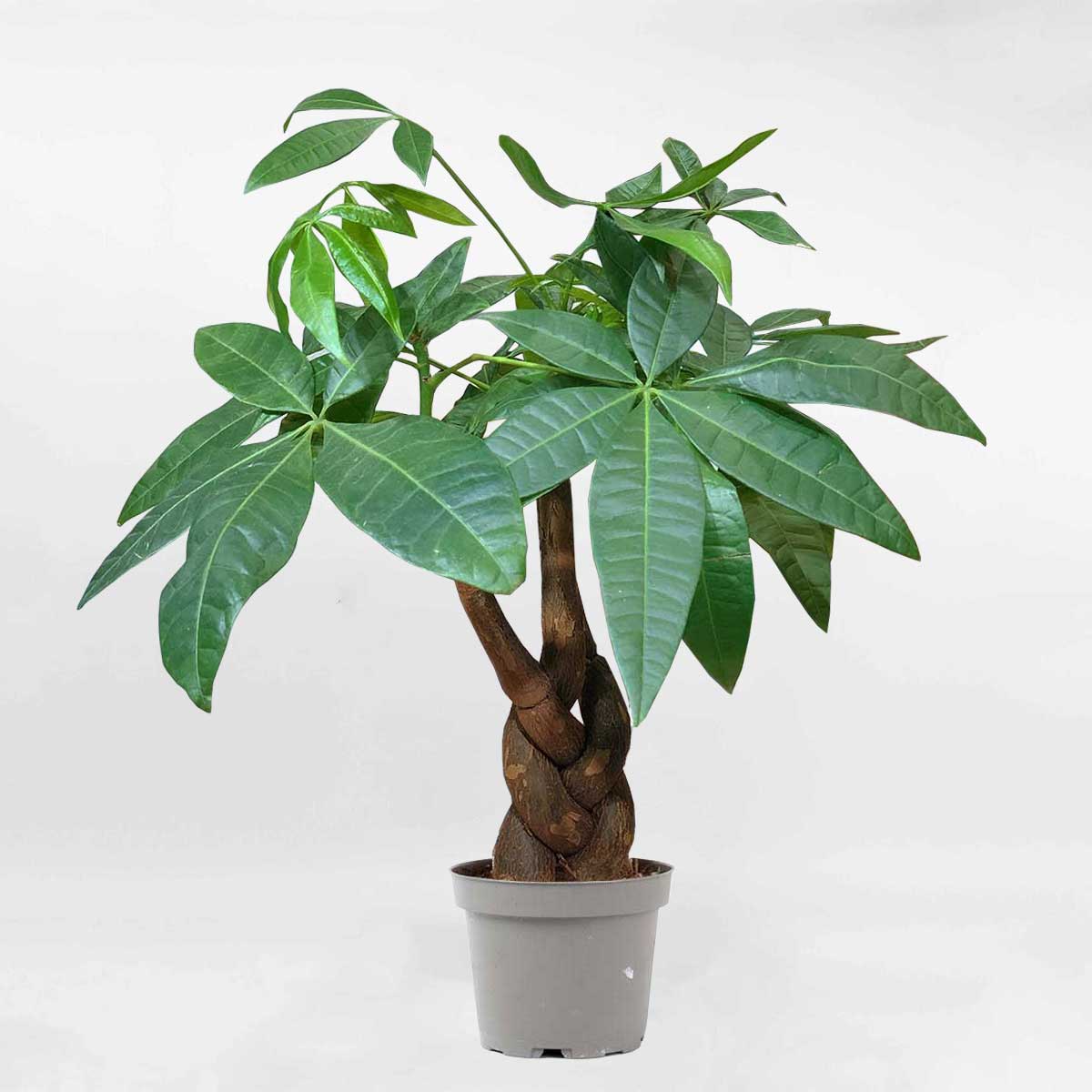 Trồng 1 trong 5 loại cây này, mệnh Thủy như có  Trồng 1 trong 5 loại cây này, mệnh Thủy như có