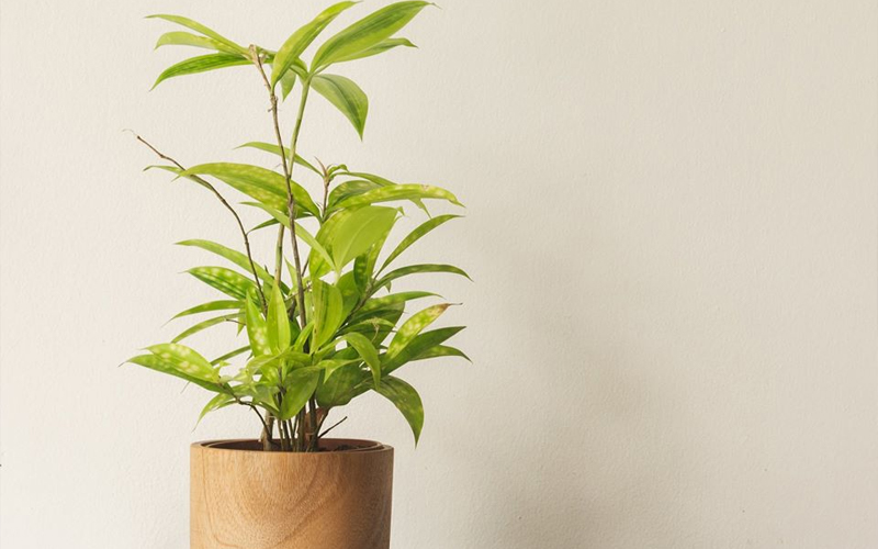 Trồng 1 trong 5 loại cây này, mệnh Thủy như có  Trồng 1 trong 5 loại cây này, mệnh Thủy như có