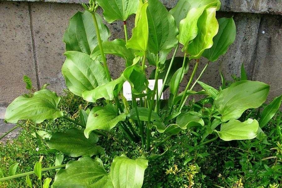 Trồng 1 trong 5 loại cây này, mệnh Thủy như có  Trồng 1 trong 5 loại cây này, mệnh Thủy như có