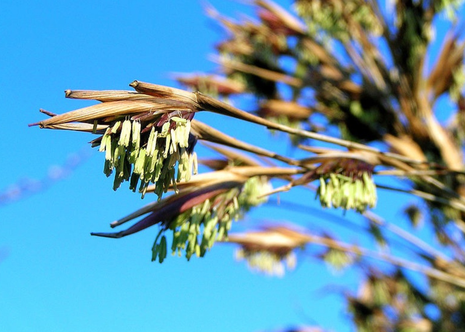 Thấy 4 cây này ra hoa đừng vội mừng, coi chừng là lời nhắc vận xui đang cận kề- Ảnh 1. Thấy 4 cây này ra hoa đừng vội mừng, coi chừng là lời nhắc vận xui đang cận kề- Ảnh 1.