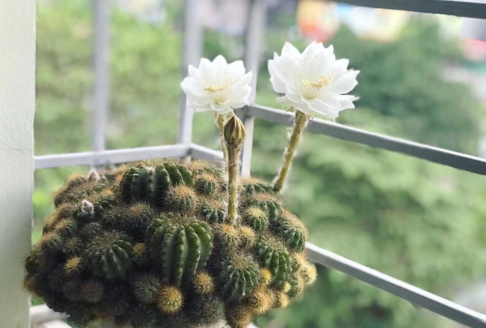 Thấy 4 cây này ra hoa đừng vội mừng, coi chừng là lời nhắc vận xui đang cận kề- Ảnh 2. Thấy 4 cây này ra hoa đừng vội mừng, coi chừng là lời nhắc vận xui đang cận kề- Ảnh 2.