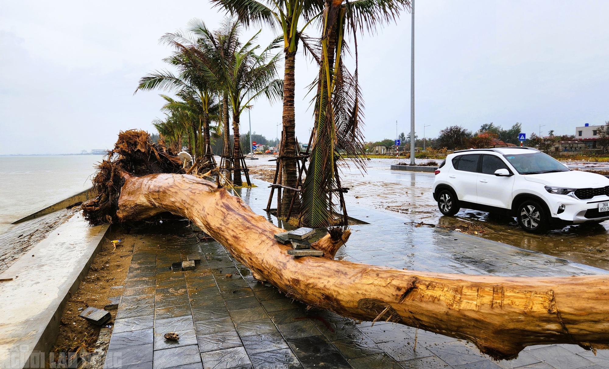 - Ảnh 9. - Ảnh 9.