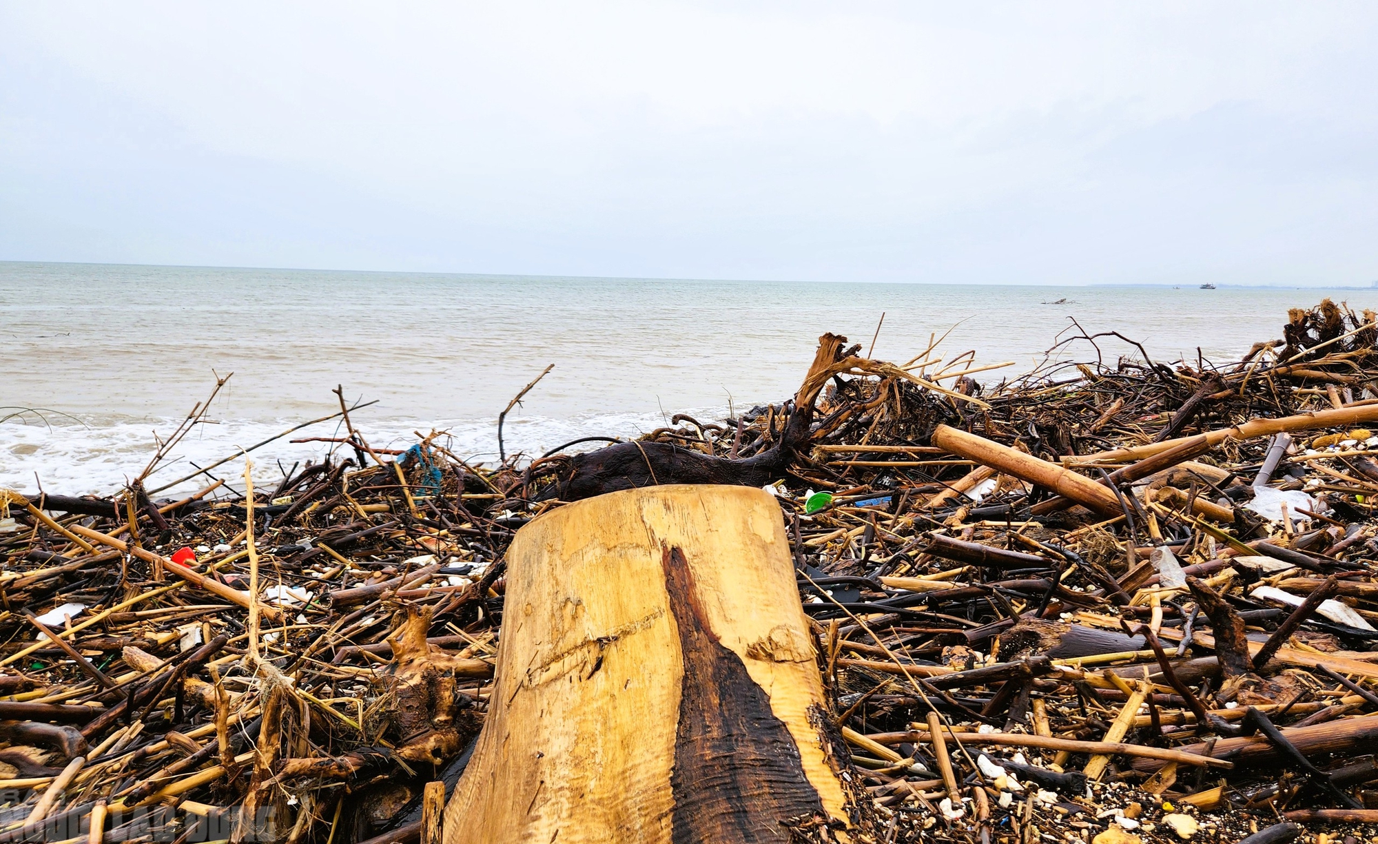 - Ảnh 5. - Ảnh 5.