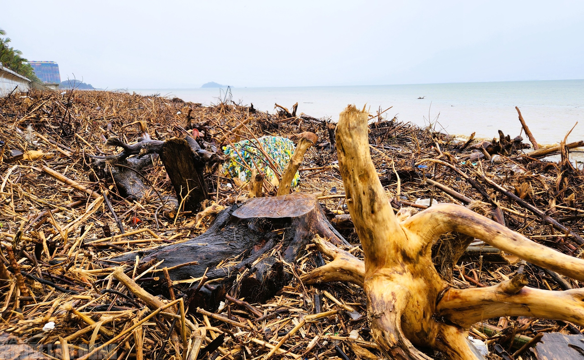 - Ảnh 6. - Ảnh 6.