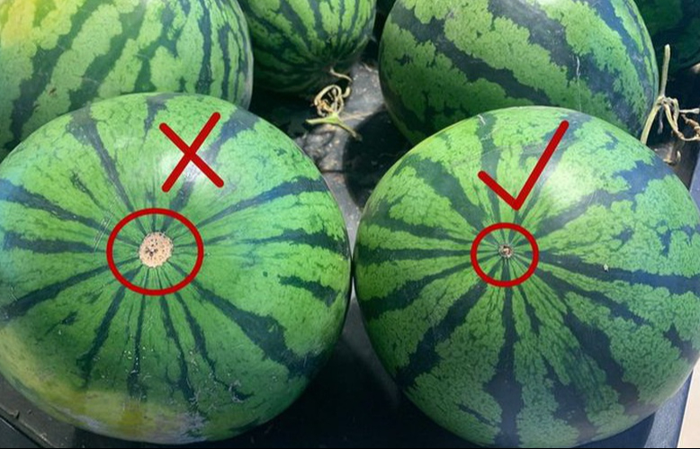 Nhờ lão nông trồng dưa hấu nhắc nhở, tôi vội mách lại cho người nhà, kể từ đó đều mua được loại ngon 10 quả như 1 Nhờ lão nông trồng dưa hấu nhắc nhở, tôi vội mách lại cho người nhà, kể từ đó đều mua được loại ngon 10 quả như 1