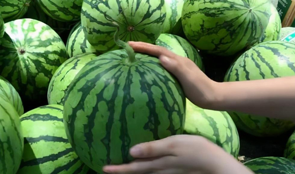 Nhờ lão nông trồng dưa hấu nhắc nhở, tôi vội mách lại cho người nhà, kể từ đó đều mua được loại ngon 10 quả như 1 Nhờ lão nông trồng dưa hấu nhắc nhở, tôi vội mách lại cho người nhà, kể từ đó đều mua được loại ngon 10 quả như 1