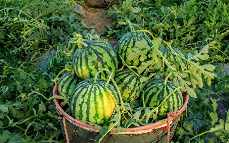 Nhờ lão nông trồng dưa hấu nhắc nhở, tôi vội mách lại cho người nhà, kể từ đó đều mua được loại ngon 10 quả như 1 Nhờ lão nông trồng dưa hấu nhắc nhở, tôi vội mách lại cho người nhà, kể từ đó đều mua được loại ngon 10 quả như 1