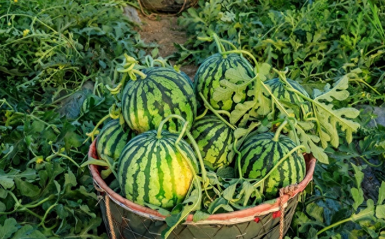 Nhờ lão nông trồng dưa hấu nhắc nhở, tôi vội mách lại cho người nhà, kể từ đó đều mua được loại ngon 10 quả như 1 Nhờ lão nông trồng dưa hấu nhắc nhở, tôi vội mách lại cho người nhà, kể từ đó đều mua được loại ngon 10 quả như 1