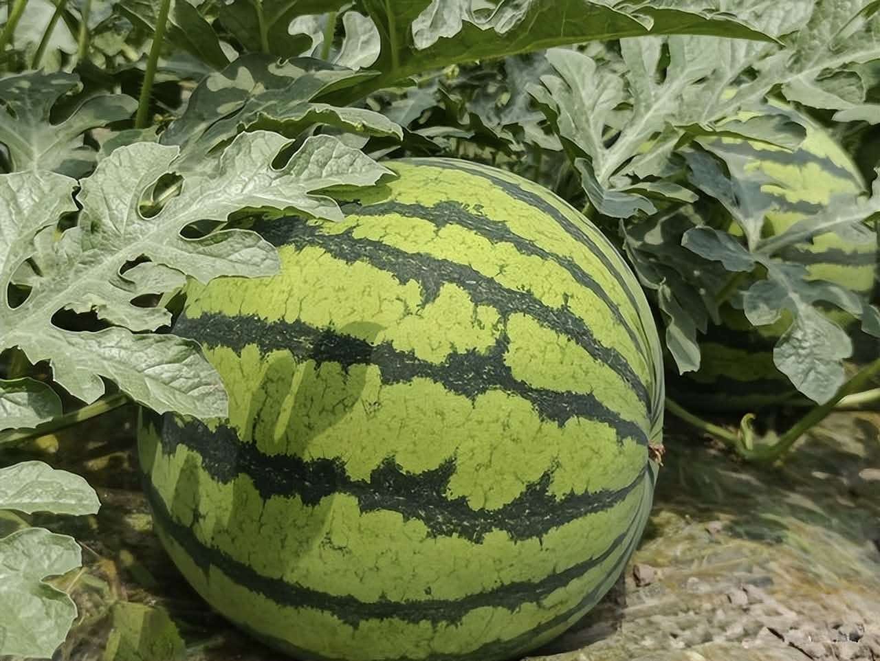 Nhờ lão nông trồng dưa hấu nhắc nhở, tôi vội mách lại cho người nhà, kể từ đó đều mua được loại ngon 10 quả như 1 Nhờ lão nông trồng dưa hấu nhắc nhở, tôi vội mách lại cho người nhà, kể từ đó đều mua được loại ngon 10 quả như 1