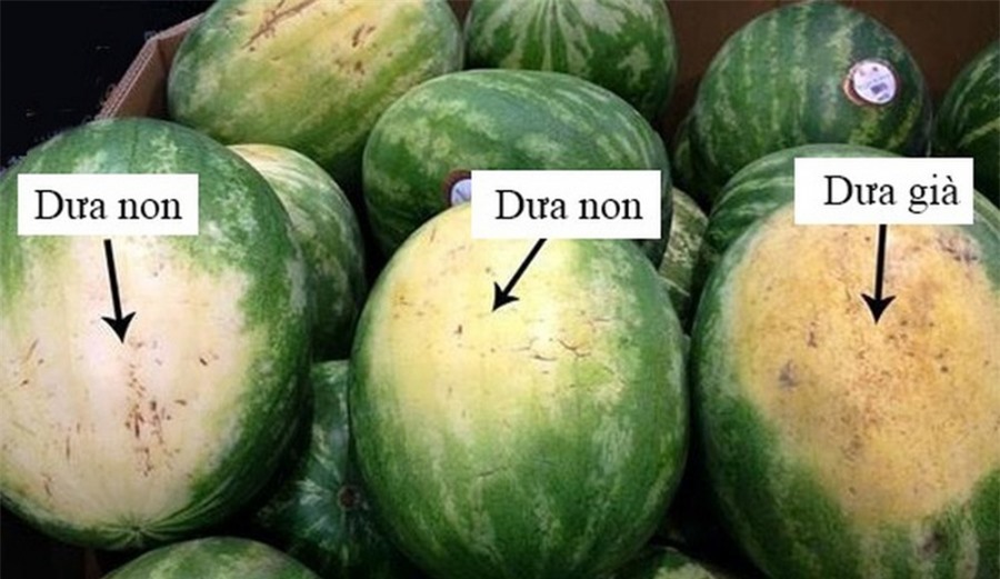 Nhờ lão nông trồng dưa hấu nhắc nhở, tôi vội mách lại cho người nhà, kể từ đó đều mua được loại ngon 10 quả như 1 Nhờ lão nông trồng dưa hấu nhắc nhở, tôi vội mách lại cho người nhà, kể từ đó đều mua được loại ngon 10 quả như 1