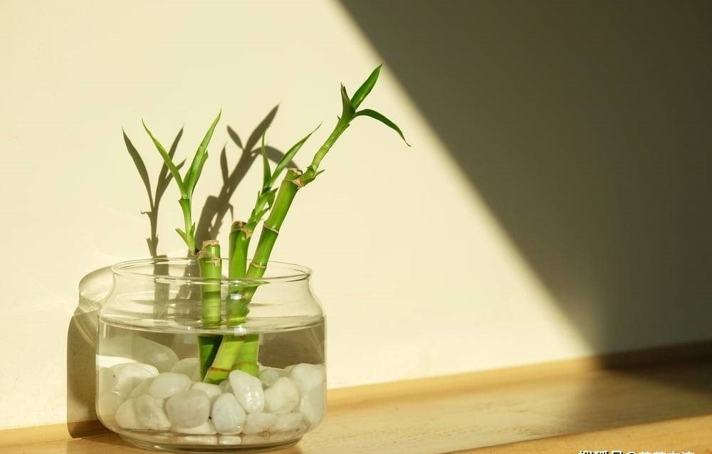 - Ảnh 3.  - Ảnh 3.