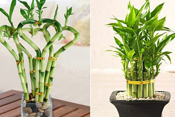 - Ảnh 2.  - Ảnh 2.