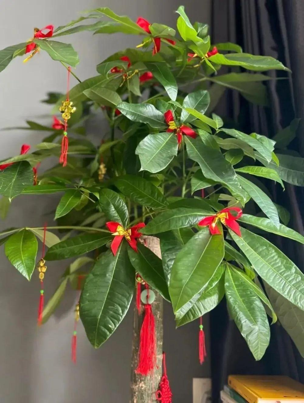 Tu 3 kiếp mới thấy 4 cây cảnh nở hoa: Điềm báo trúng số, gia chủ may túi ba gang mà hốt tiền!- Ảnh 1.