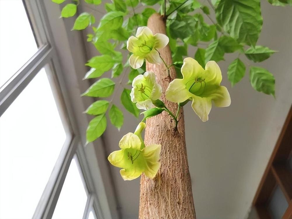 Tu 3 kiếp mới thấy 4 cây cảnh nở hoa: Điềm báo trúng số, gia chủ may túi ba gang mà hốt tiền!- Ảnh 4.