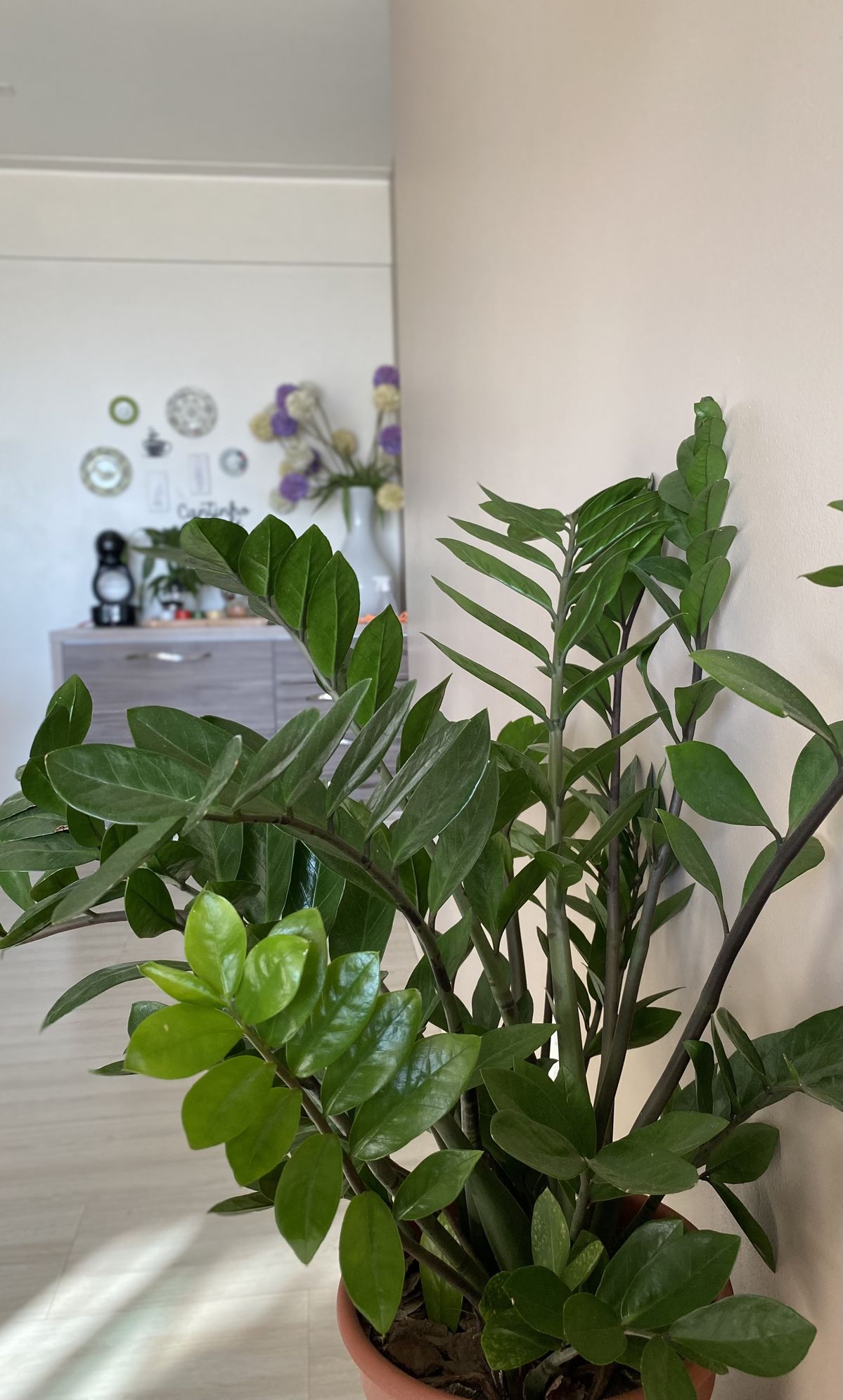 Cây “thần phong thủy”, nhà giàu châu Á mê như bị bỏ bùa Cây “thần phong thủy”, nhà giàu châu Á mê như bị bỏ bùa