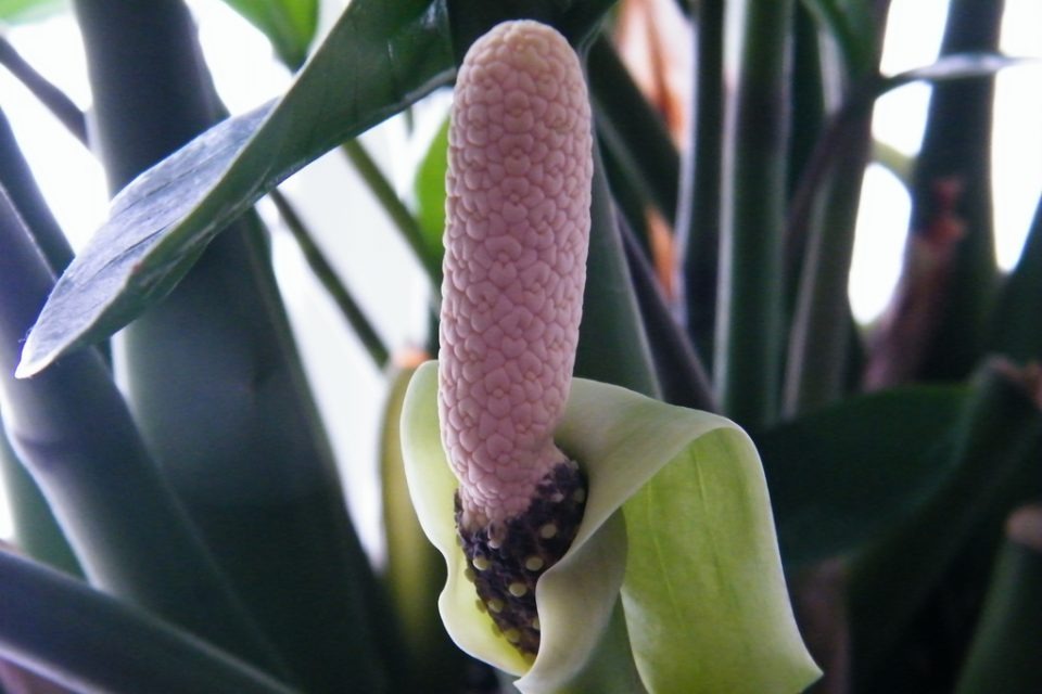 Tu 3 kiếp mới thấy 4 cây cảnh nở hoa: Điềm báo trúng số, gia chủ may túi ba gang mà hốt tiền!- Ảnh 2.