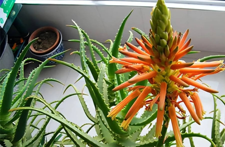 Tu 3 kiếp mới thấy 4 cây cảnh nở hoa: Điềm báo trúng số, gia chủ may túi ba gang mà hốt tiền!- Ảnh 6.