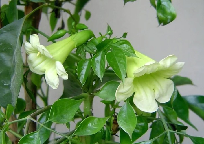 Tu 3 kiếp mới thấy 4 cây cảnh nở hoa: Điềm báo trúng số, gia chủ may túi ba gang mà hốt tiền!- Ảnh 5.