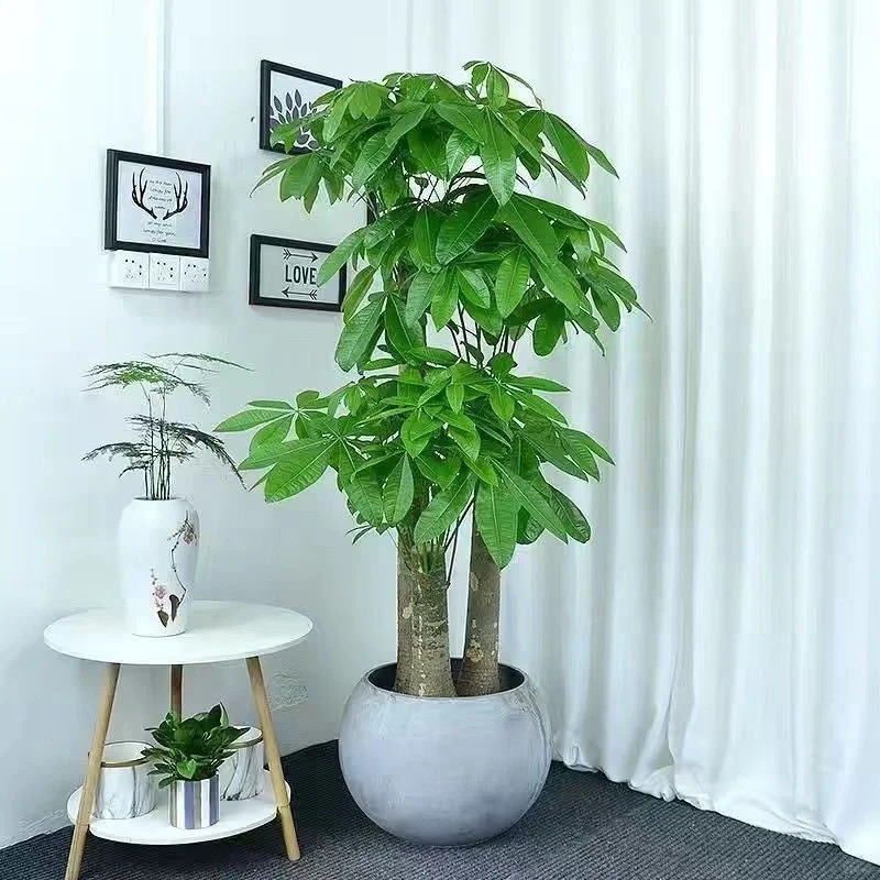 “Trong nhà có một cây, cả nhà ấm no": 5 loại cây nội thất đẹp, dễ sống, tăng sinh khí cho tổ ấm- Ảnh 4.