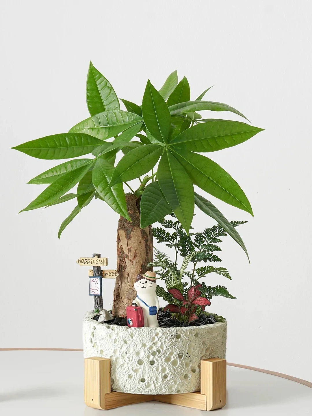 “Trong nhà có một cây, cả nhà ấm no": 5 loại cây nội thất đẹp, dễ sống, tăng sinh khí cho tổ ấm- Ảnh 5.