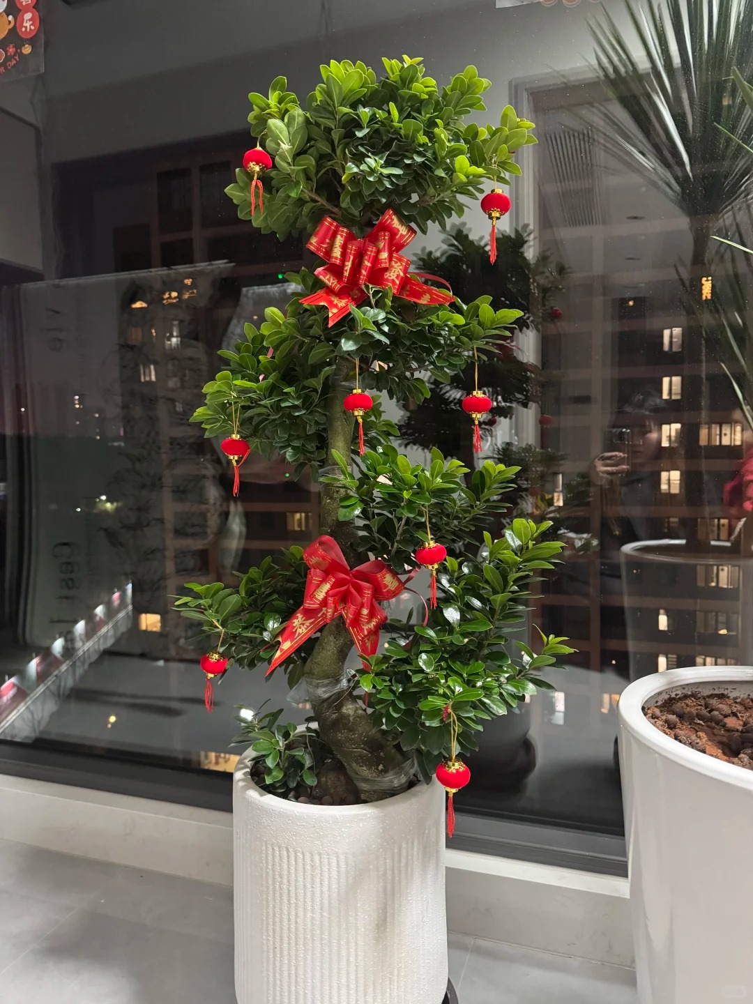 “Trong nhà có một cây, cả nhà ấm no": 5 loại cây nội thất đẹp, dễ sống, tăng sinh khí cho tổ ấm- Ảnh 12.