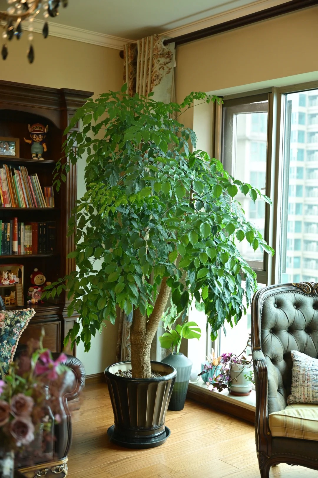 “Trong nhà có một cây, cả nhà ấm no": 5 loại cây nội thất đẹp, dễ sống, tăng sinh khí cho tổ ấm- Ảnh 11.