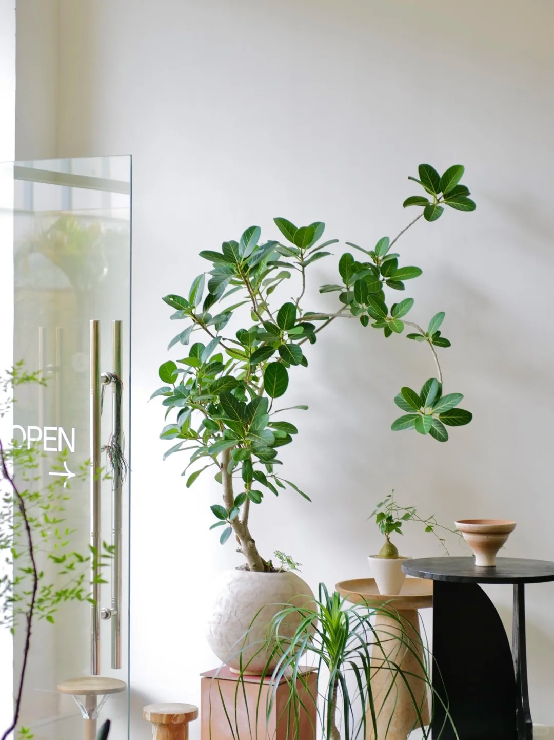 “Trong nhà có một cây, cả nhà ấm no": 5 loại cây nội thất đẹp, dễ sống, tăng sinh khí cho tổ ấm- Ảnh 15.