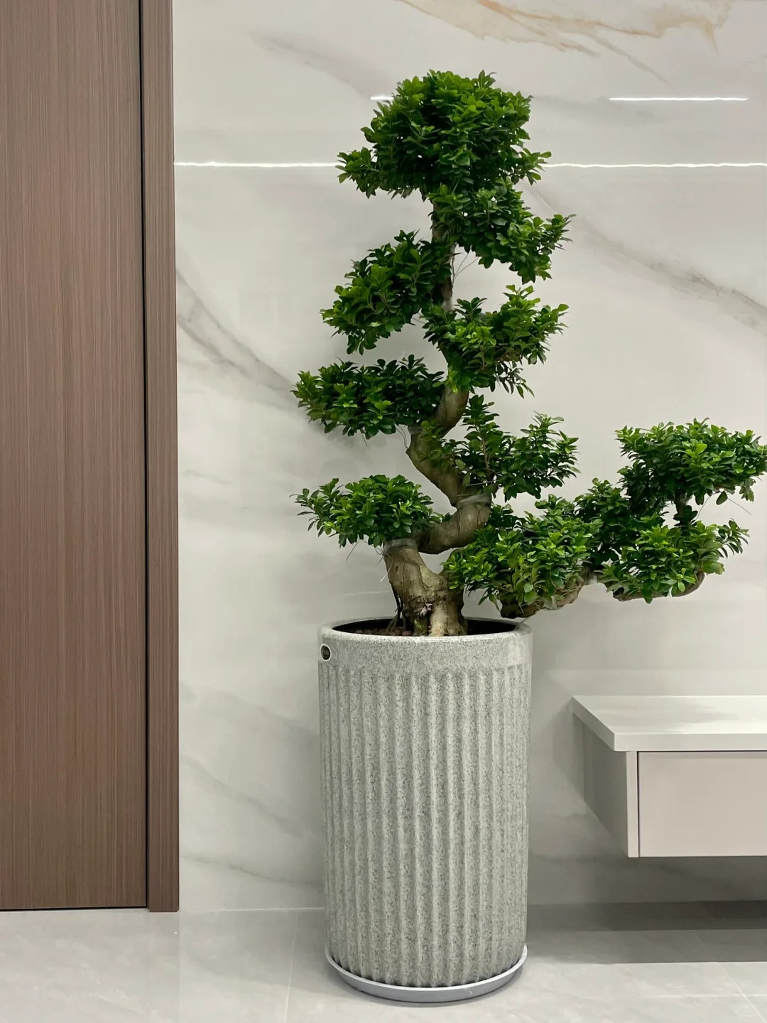 “Trong nhà có một cây, cả nhà ấm no": 5 loại cây nội thất đẹp, dễ sống, tăng sinh khí cho tổ ấm- Ảnh 13.