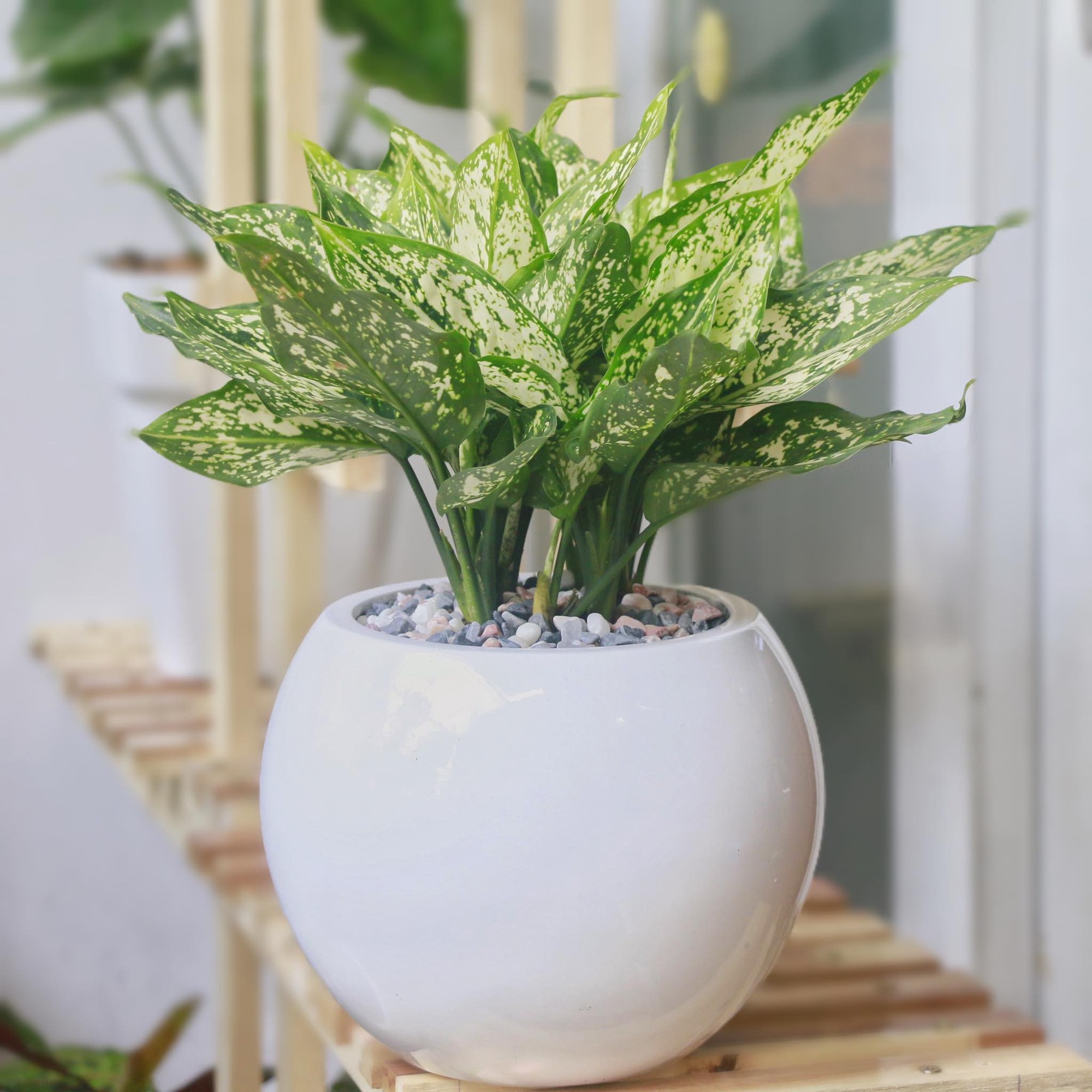 Giá không đắt nhưng 5 loại cây này là mệnh danh “lá bùa giữ của” cho gia chủ tuổi trung niên- Ảnh 5. Giá không đắt nhưng 5 loại cây này là mệnh danh “lá bùa giữ của” cho gia chủ tuổi trung niên- Ảnh 5.