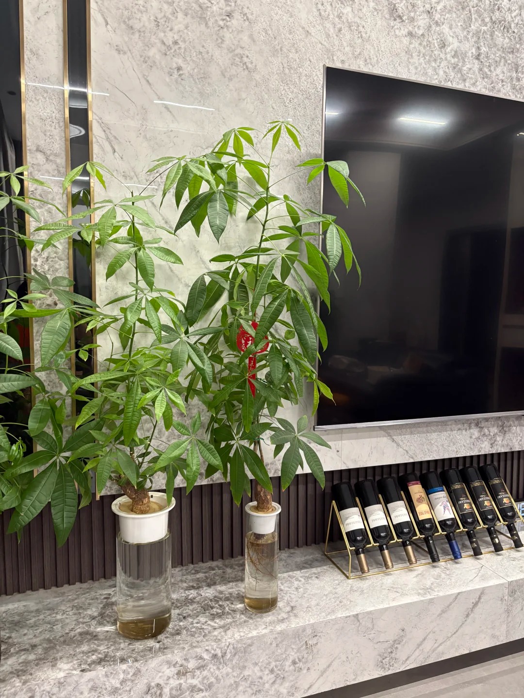 “Trong nhà có một cây, cả nhà ấm no": 5 loại cây nội thất đẹp, dễ sống, tăng sinh khí cho tổ ấm- Ảnh 3.