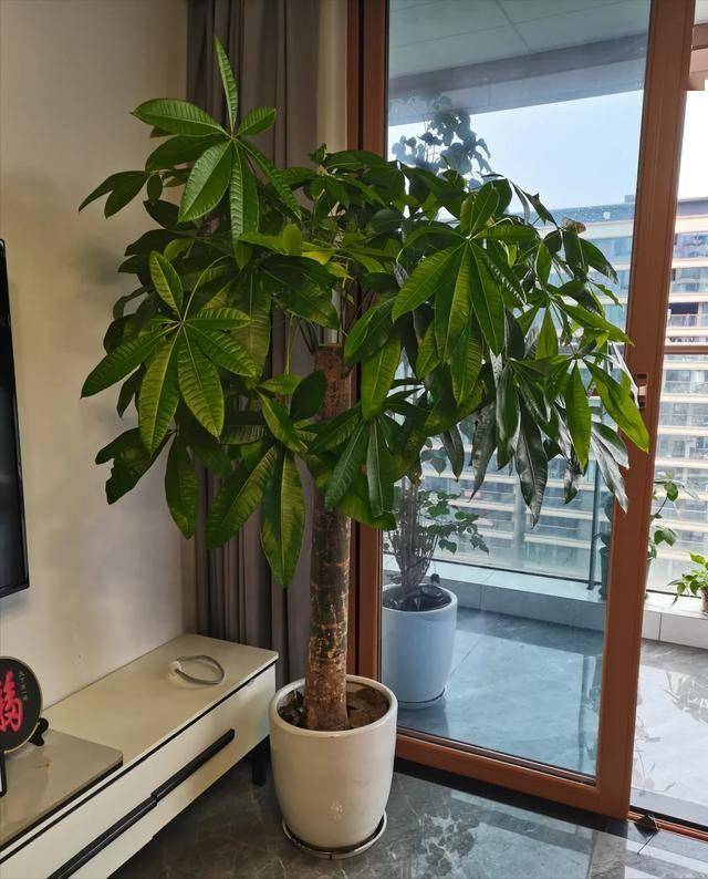 “Trong nhà có một cây, cả nhà ấm no": 5 loại cây nội thất đẹp, dễ sống, tăng sinh khí cho tổ ấm- Ảnh 2.