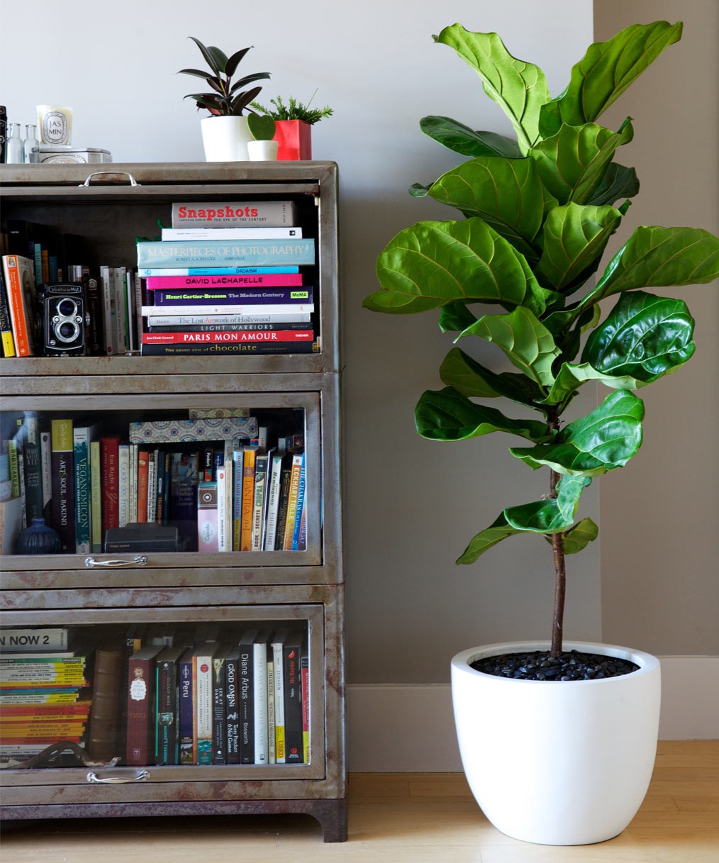 Giá không đắt nhưng 5 loại cây này là mệnh danh “lá bùa giữ của” cho gia chủ tuổi trung niên- Ảnh 1. Giá không đắt nhưng 5 loại cây này là mệnh danh “lá bùa giữ của” cho gia chủ tuổi trung niên- Ảnh 1.