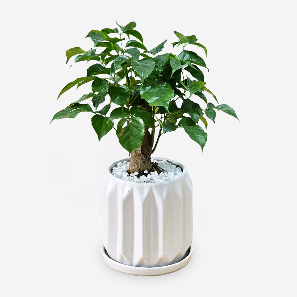 Giá không đắt nhưng 5 loại cây này là mệnh danh “lá bùa giữ của” cho gia chủ tuổi trung niên- Ảnh 3. Giá không đắt nhưng 5 loại cây này là mệnh danh “lá bùa giữ của” cho gia chủ tuổi trung niên- Ảnh 3.