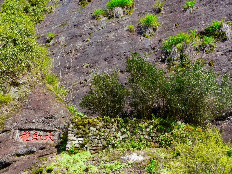 Đặc sản đắt nhất thế giới 30 tỷ/kg, Việt Nam có loại tương tự, ngon không kém và cực kỳ phải chăng- Ảnh 1. Đặc sản đắt nhất thế giới 30 tỷ/kg, Việt Nam có loại tương tự, ngon không kém và cực kỳ phải chăng- Ảnh 1.
