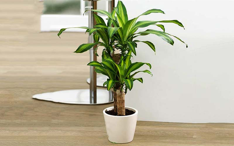 Giá không đắt nhưng 5 loại cây này là mệnh danh “lá bùa giữ của” cho gia chủ tuổi trung niên- Ảnh 4. Giá không đắt nhưng 5 loại cây này là mệnh danh “lá bùa giữ của” cho gia chủ tuổi trung niên- Ảnh 4.