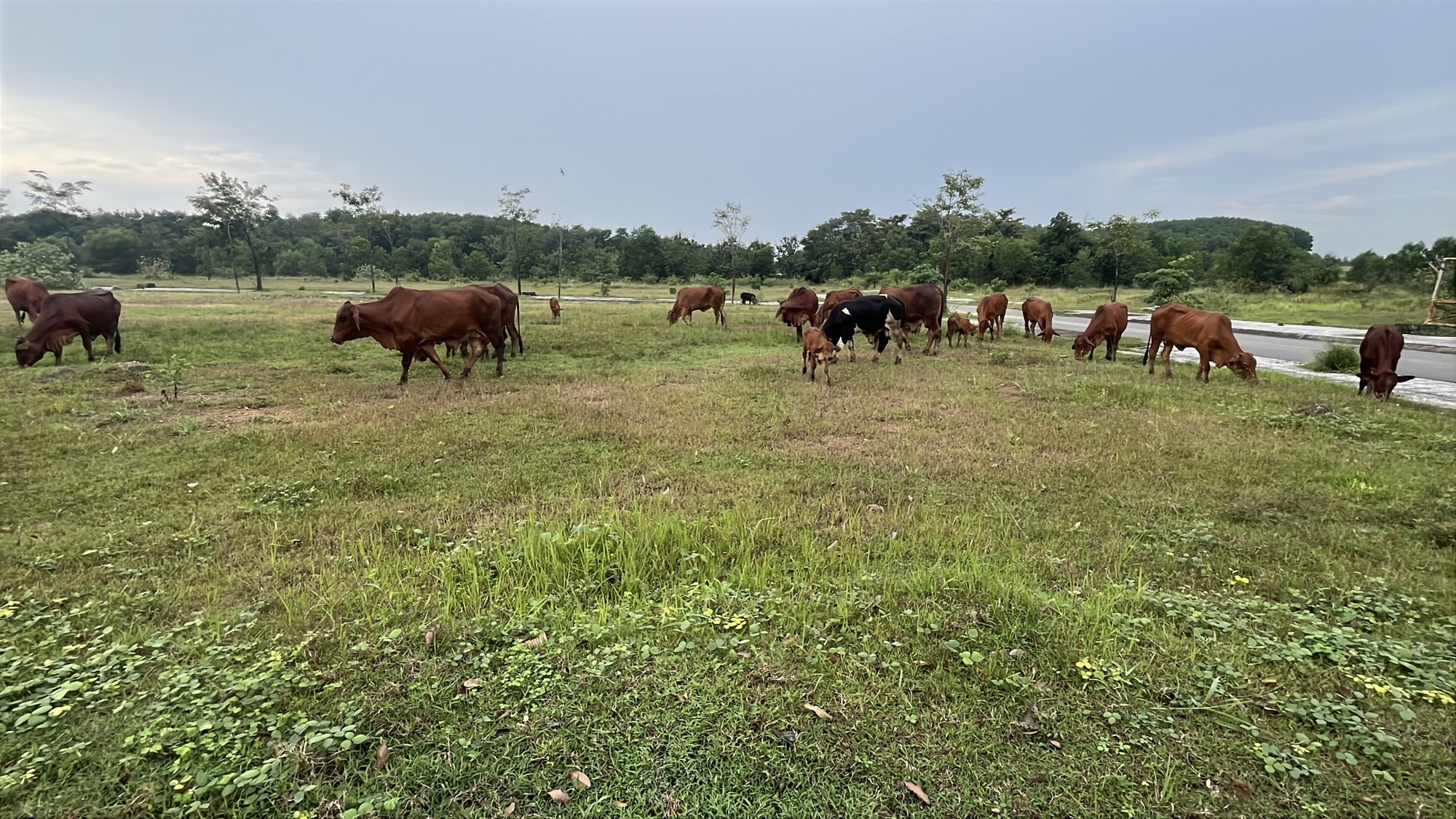 Khu dân cư PNR Estella ở Đồng Nai bị kết luận sai phạm nghiêm trọng - Ảnh 11.