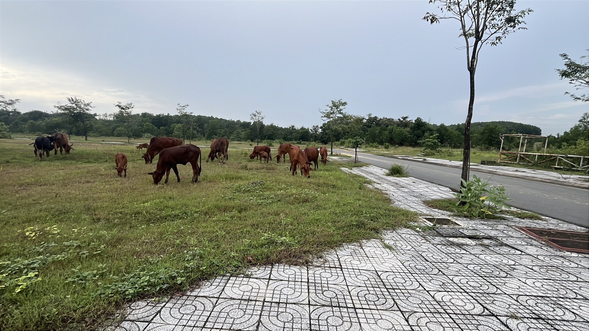 Khu dân cư PNR Estella ở Đồng Nai bị kết luận sai phạm nghiêm trọng - Ảnh 10.