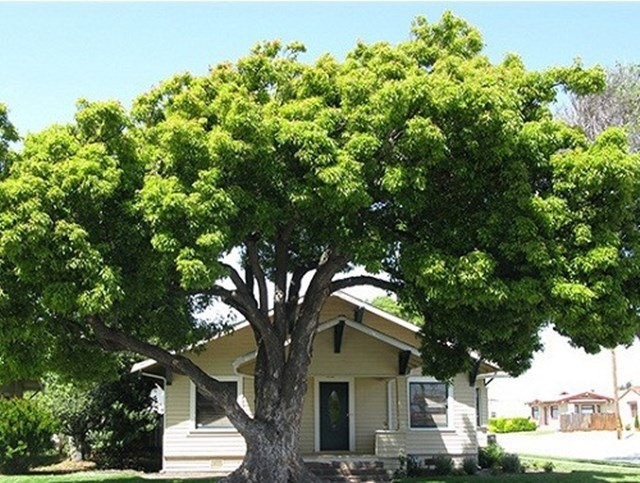 Ông bà dặn trước sân không trồng 3 cây, trong nhà không treo 3 vật