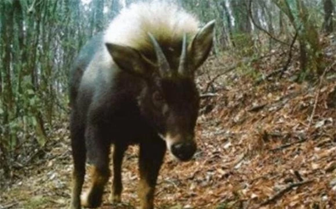 Loài vật quý hiếm bậc nhất hành tinh bất ngờ tái xuất sau 500.000 năm tuyệt tích