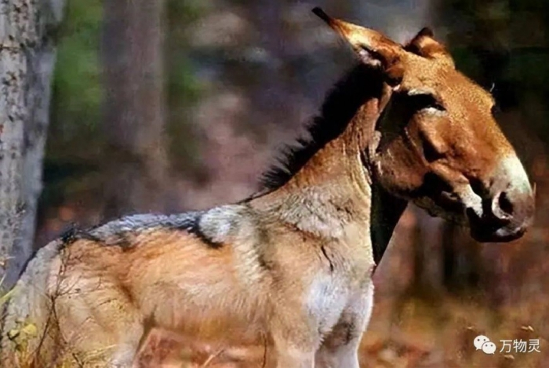 Loài vật quý hiếm bậc nhất hành tinh bất ngờ tái xuất sau 500.000 năm tuyệt tích