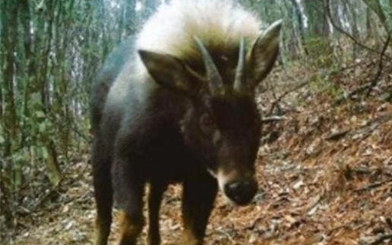 Loài vật quý hiếm bậc nhất hành tinh bất ngờ tái xuất sau 500.000 năm tuyệt tích