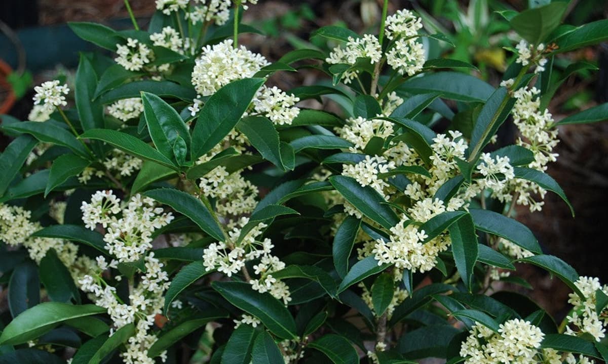 Loại cây 'hút' tài lộc và may mắn: Trồng trong nhà giúp không khí trong lành, gia đình ít bệnh tật Loại cây 'hút' tài lộc và may mắn: Trồng trong nhà giúp không khí trong lành, gia đình ít bệnh tật