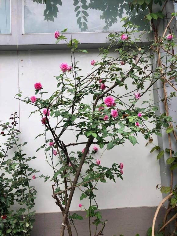 Nơi dưỡng già của NSND Hồng Vân- Ảnh 5. Nơi dưỡng già của NSND Hồng Vân- Ảnh 5.