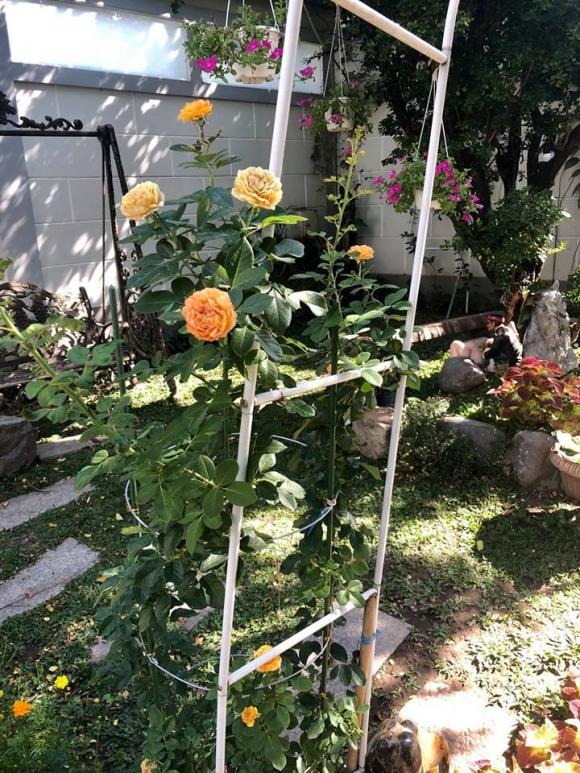 Nơi dưỡng già của NSND Hồng Vân- Ảnh 6. Nơi dưỡng già của NSND Hồng Vân- Ảnh 6.