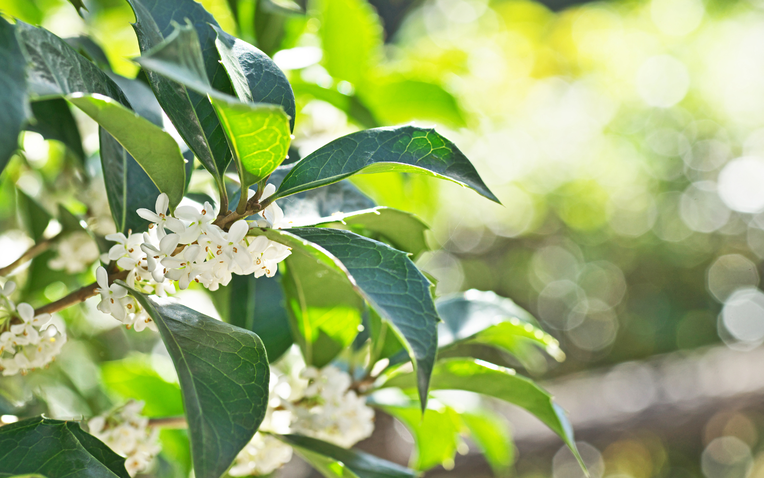 Loại cây 'hút' tài lộc và may mắn: Trồng trong nhà giúp không khí trong lành, gia đình ít bệnh tật Loại cây 'hút' tài lộc và may mắn: Trồng trong nhà giúp không khí trong lành, gia đình ít bệnh tật